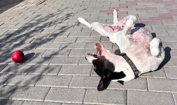 BLACK GENTILCANE Foto 7